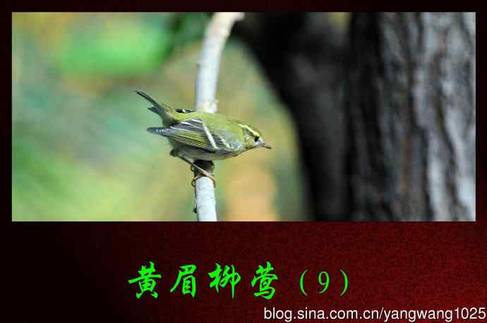 黄眉柳莺（9）