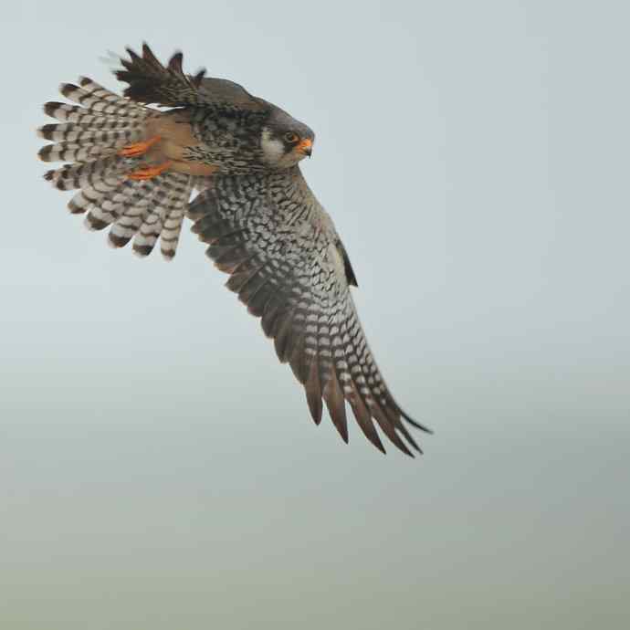 周末野鸭湖（神桩上的小隼）