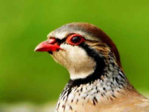 家禽驯化之源之九 家禽驯化之源之九