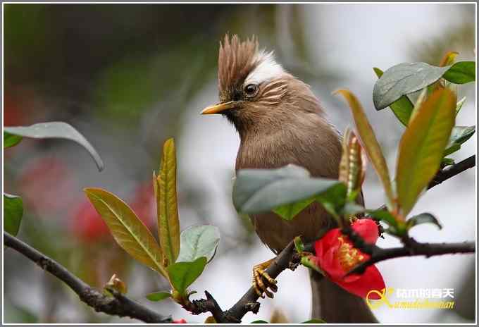 海棠花间的白领凤鹛【照片】