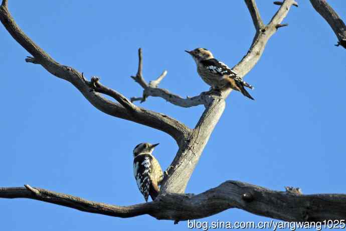 星头啄木鸟(亚种) 星头啄木鸟(亚种)