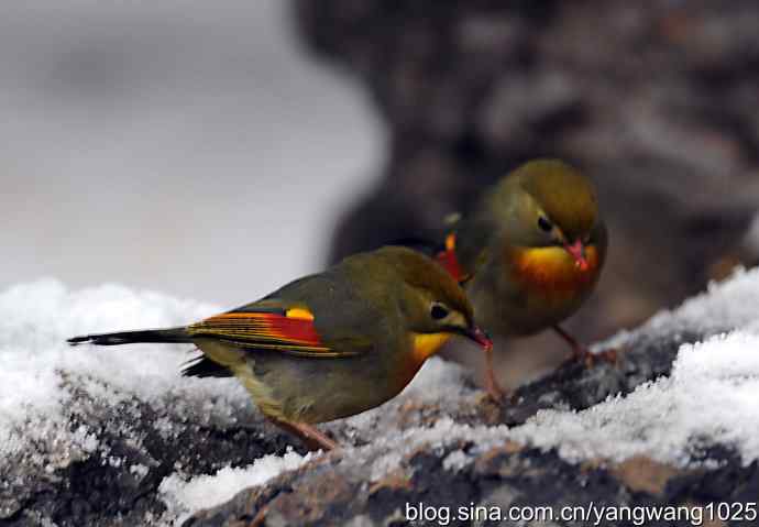 雪中相思鸟 wbr1