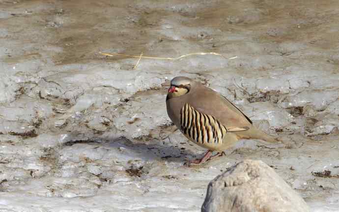 涧底有鸡鸣 wbr石上意踟躇