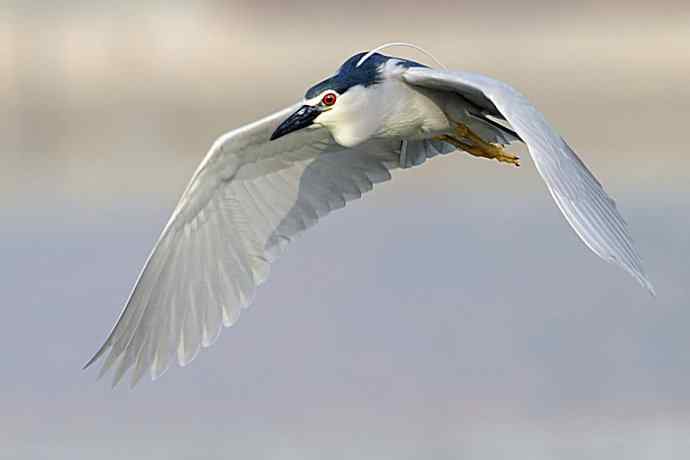 夜鹭VS黑翅长脚鹬