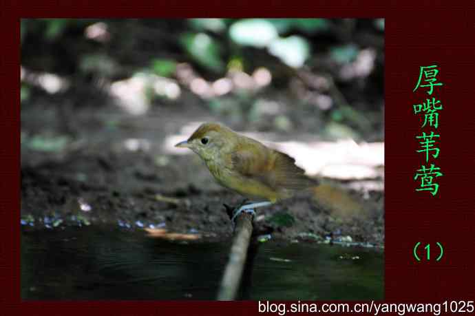 厚嘴苇莺（1）