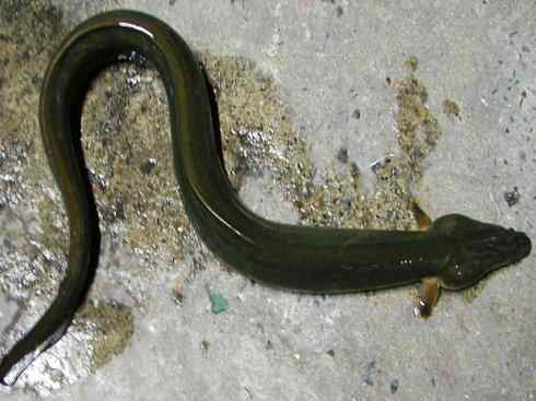 自然奇观：动物大迁徙(鳗鱼)