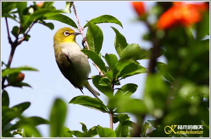 暗绿绣眼一组【照片】