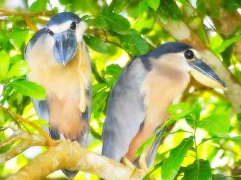 猎奇：奇特的鸟喙之一