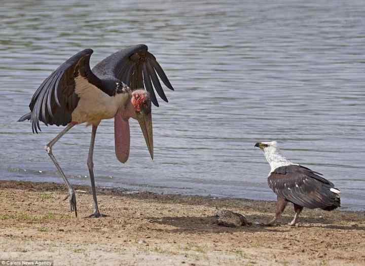 为了一条鱼，两只鸟大打出手！