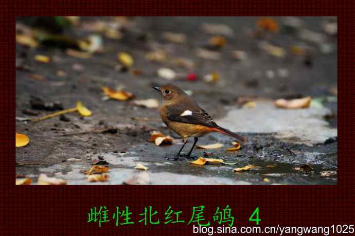 雌性北红尾鸲(4) 雌性北红尾鸲(4)