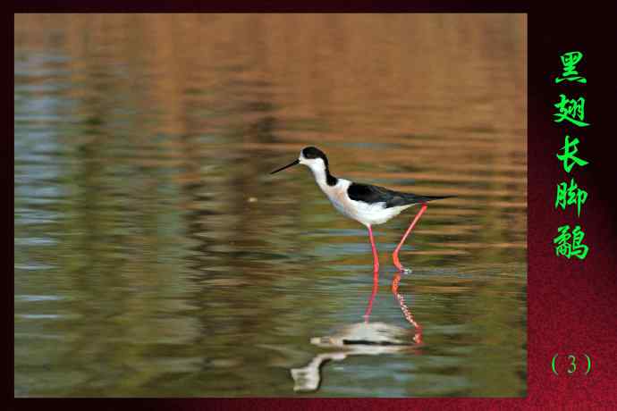 黑翅长脚鹬（3）