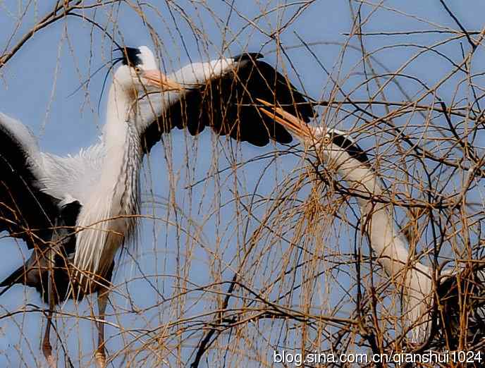 苍鹭.枝条后面一对对