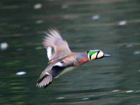 雁鸭之最之六（丑鸭、秋沙鸭、花脸鸭、针尾鸭）