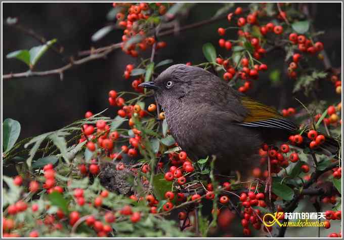 噪鹛系列之二：橙翅噪鹛【照片】