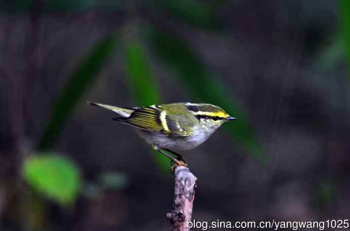 黄腰柳莺（10）