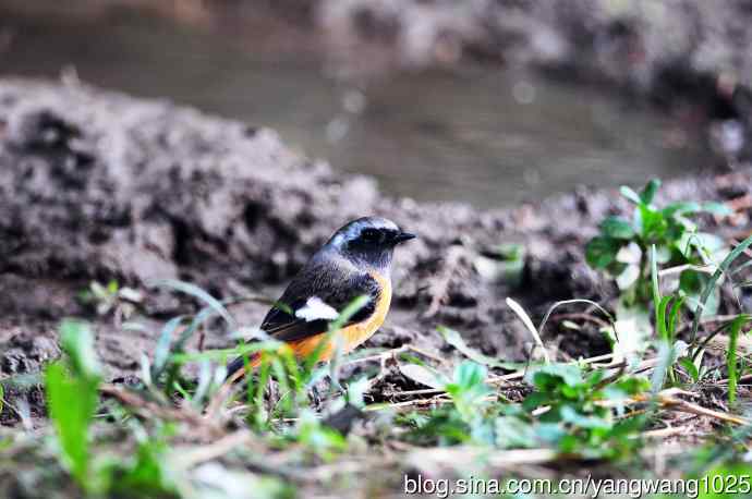 雄性北红尾鸲（13）