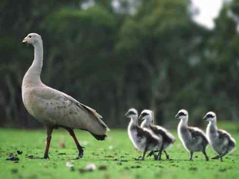 欣赏：美丽的雁