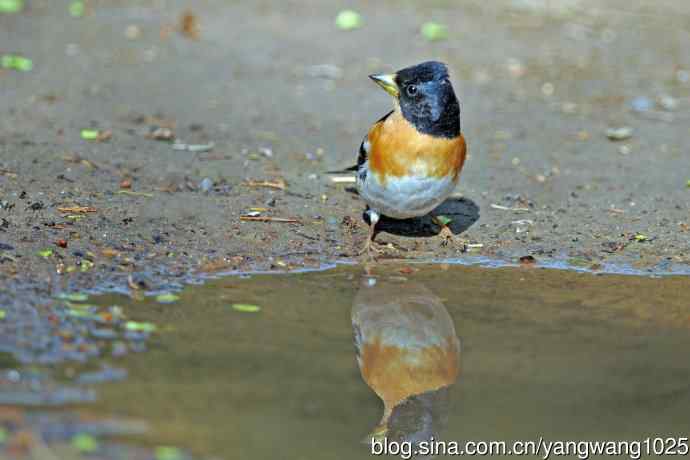雄性燕雀 雄性燕雀