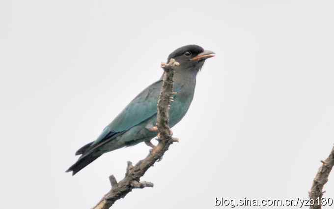 初识三宝鸟(组图) 初识三宝鸟(组图)