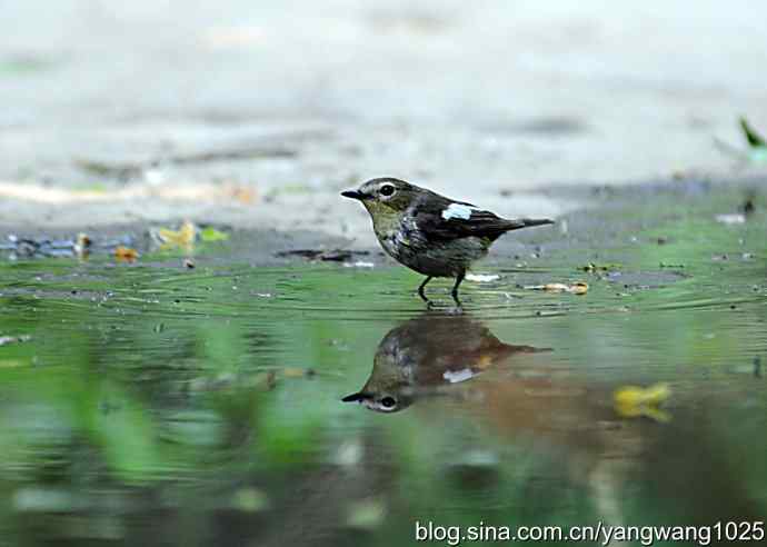 白眉姬鹟（雌）