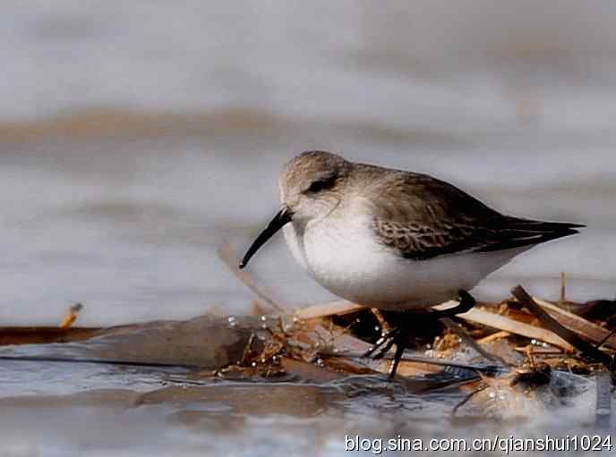 野鸭湖打鸟.弯嘴滨鹬