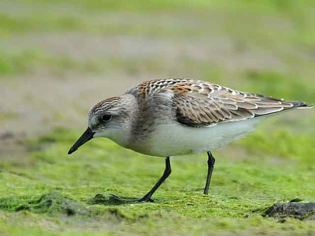 黄金海岸寻鹬 wbr赤土山桥赏鸟