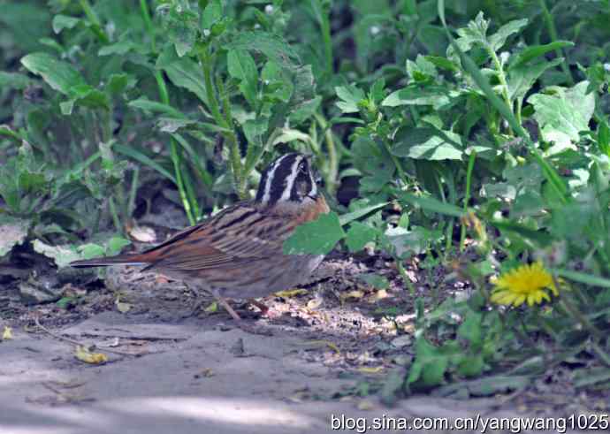 北京天坛公园的鸟类——白眉鹀
