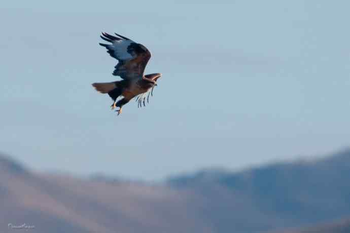 草原追梦. 蓝天鵟影