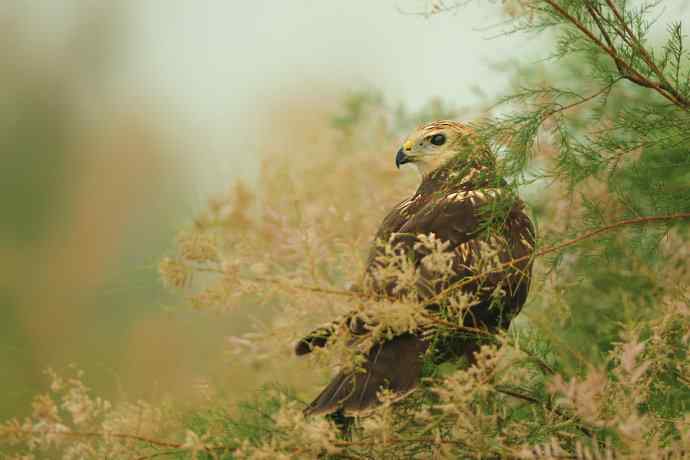灌木枝上的白腹鹞