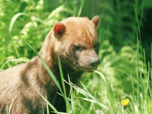 犬科：薮犬亚科薮犬属之薮犬
