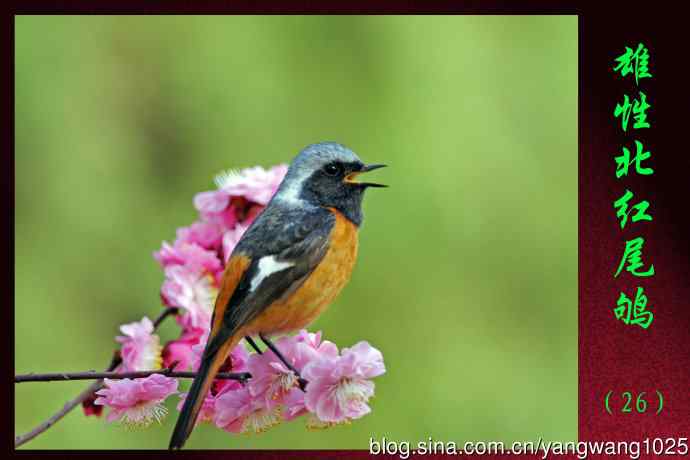 雄性北红尾鸲（26）