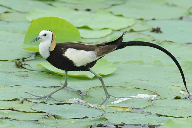 衡水湖印象(水稚)