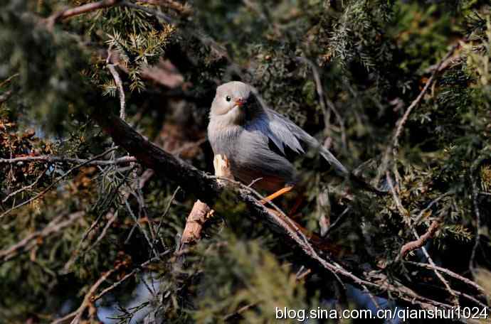 丝光椋鸟树上的尴尬(天坛)