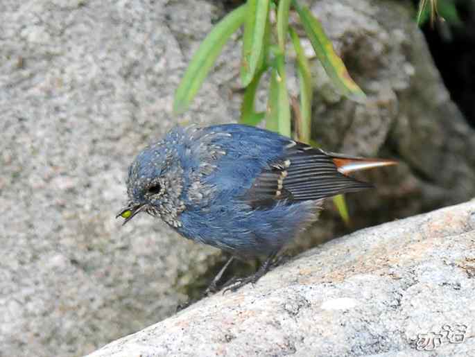 河北平山 wbr路 wbr红尾水鸲 河北平山 wbr路 wbr红尾水鸲