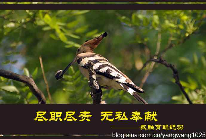 尽职尽责 wbr无私奉献（戴胜育雏纪实）