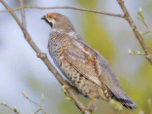 家禽驯化之源之十