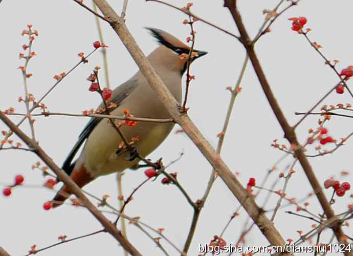 大太平.小太平(植物园) 大太平.小太平(植物园)