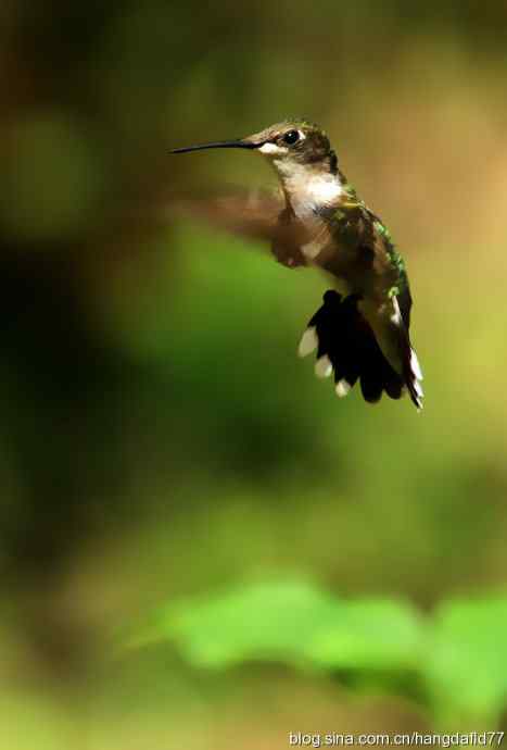 红玉喉北蜂鸟（2）