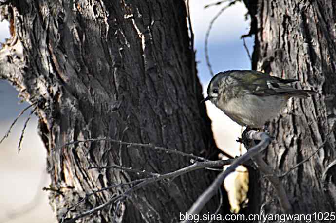 柏树丛中的戴菊 wbr2 柏树丛中的戴菊 wbr2