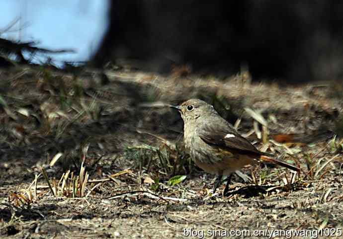自然和谐的日坛公园（北红尾鸲）