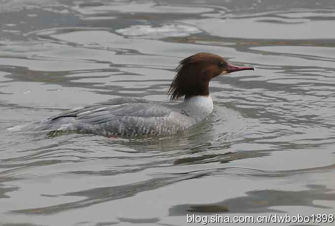 鸟友再聚白河湾 鸟友再聚白河湾