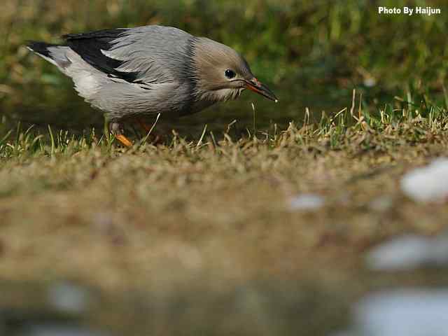 天坛公园的丝光椋鸟 天坛公园的丝光椋鸟