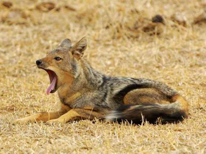 犬科:犬亚科犬属之西门豺、侧纹豺(胡狼类) 犬科:犬亚科犬属之西门豺、侧纹豺(胡狼类)