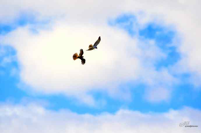 完全飞版白腹鹞