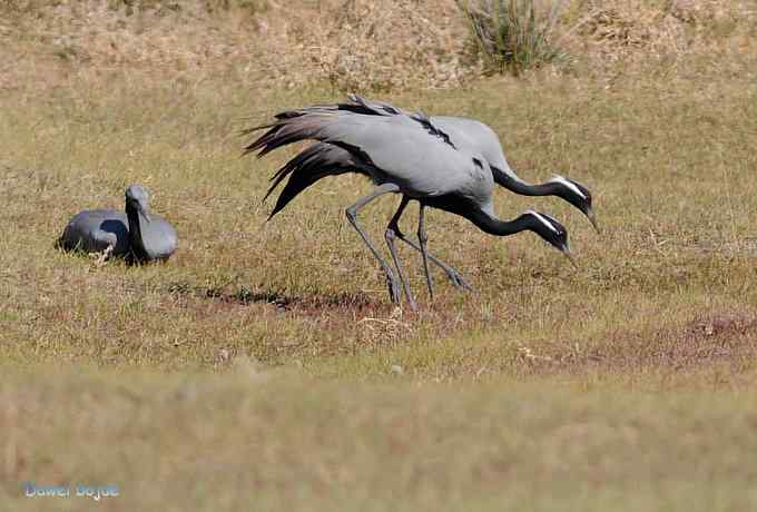 达里诺尔湖的蓑羽鹤
