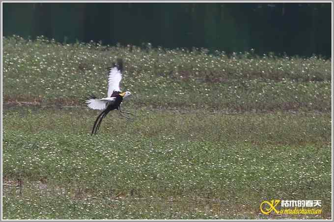 记录鈥溗翕潯菊掌