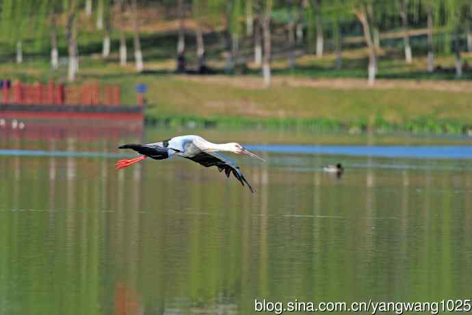 寻鱼觅食的东方白鹳 寻鱼觅食的东方白鹳
