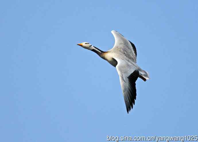 斑头雁（抓拍）14