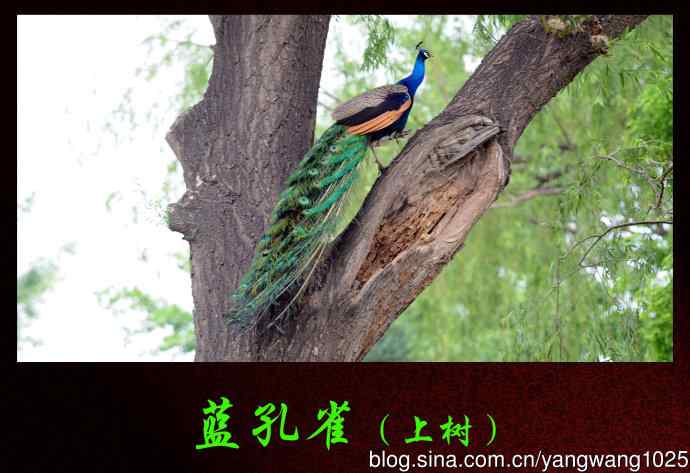 蓝孔雀(上树) 蓝孔雀(上树)