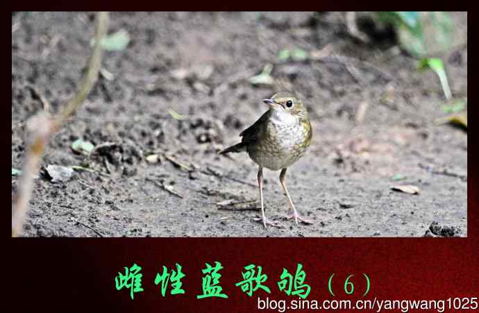 雌性蓝歌鸲（6）